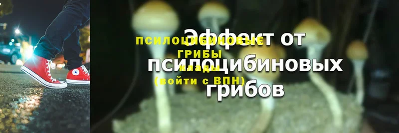 Галлюциногенные грибы Psilocybine cubensis Почеп